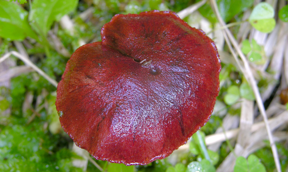 Vediamo quanto  facile...